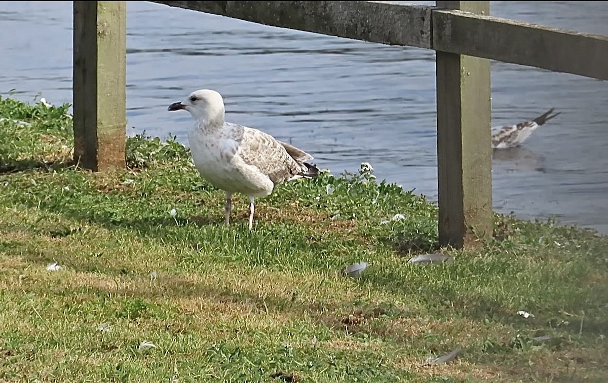 Caspian Gull - ML640274967