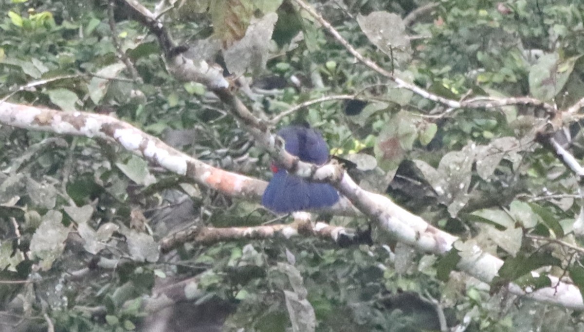 Yellow-billed Turaco - ML640274992