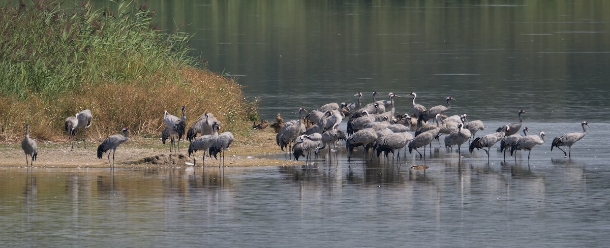 Common Crane - ML640274994