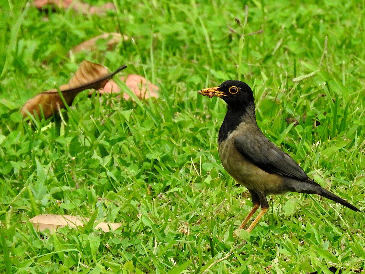 Black-hooded Thrush - ML640275012