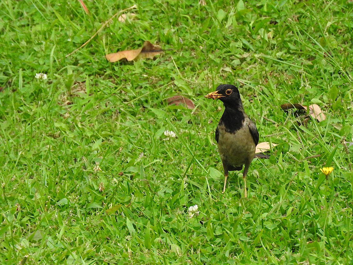 Black-hooded Thrush - ML640275027