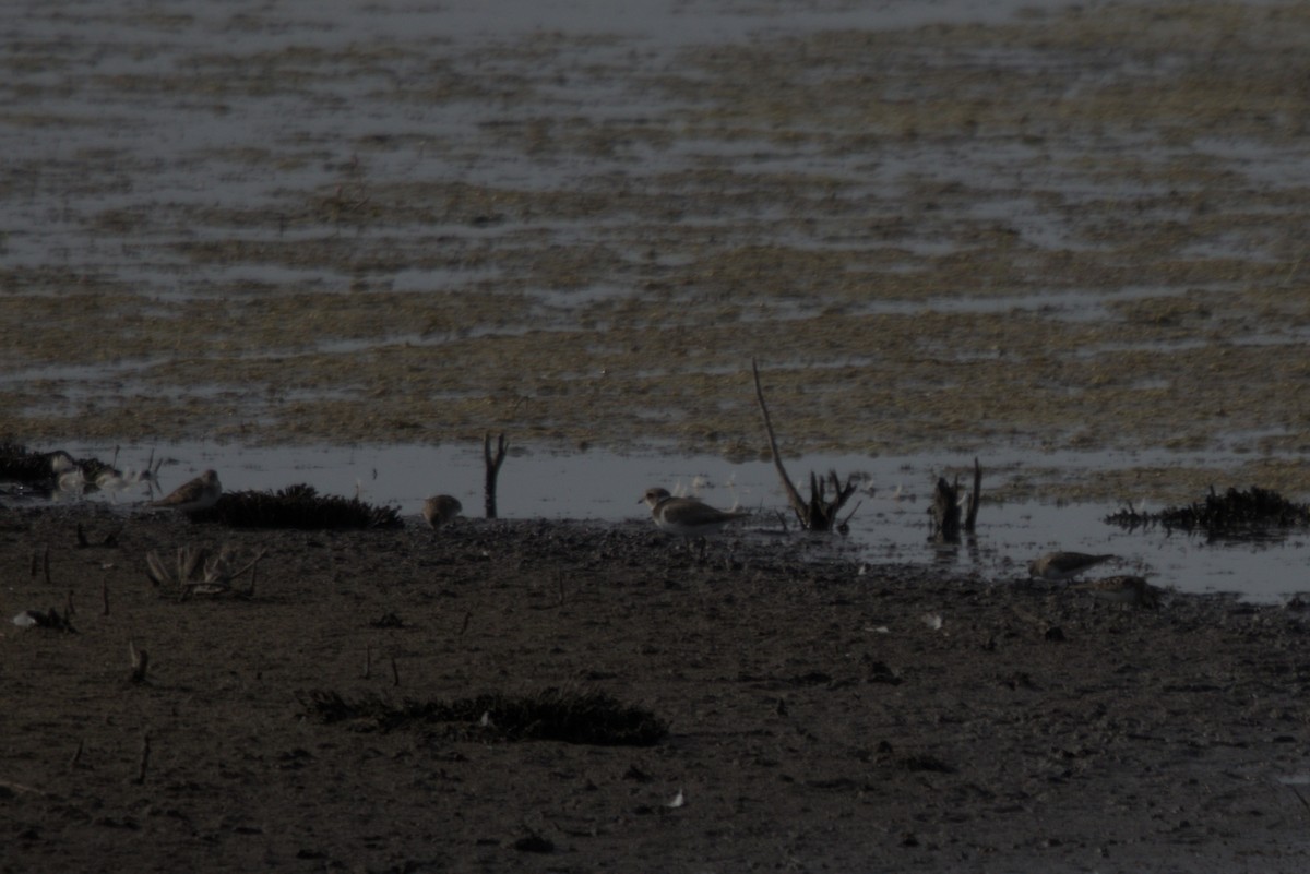 Temminck's Stint - ML640275203