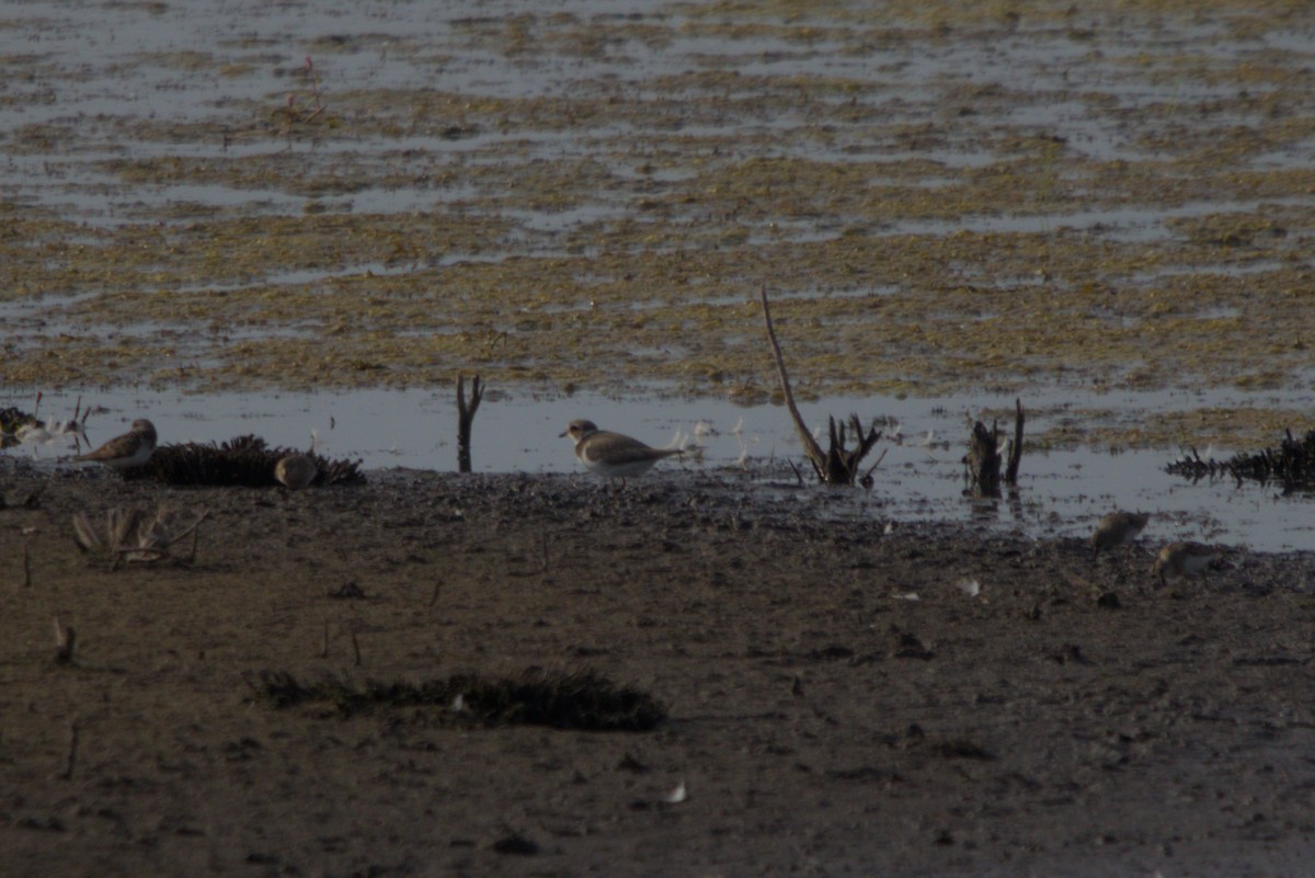 Temminck's Stint - ML640275208