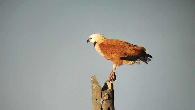 Black-collared Hawk - ML640275210