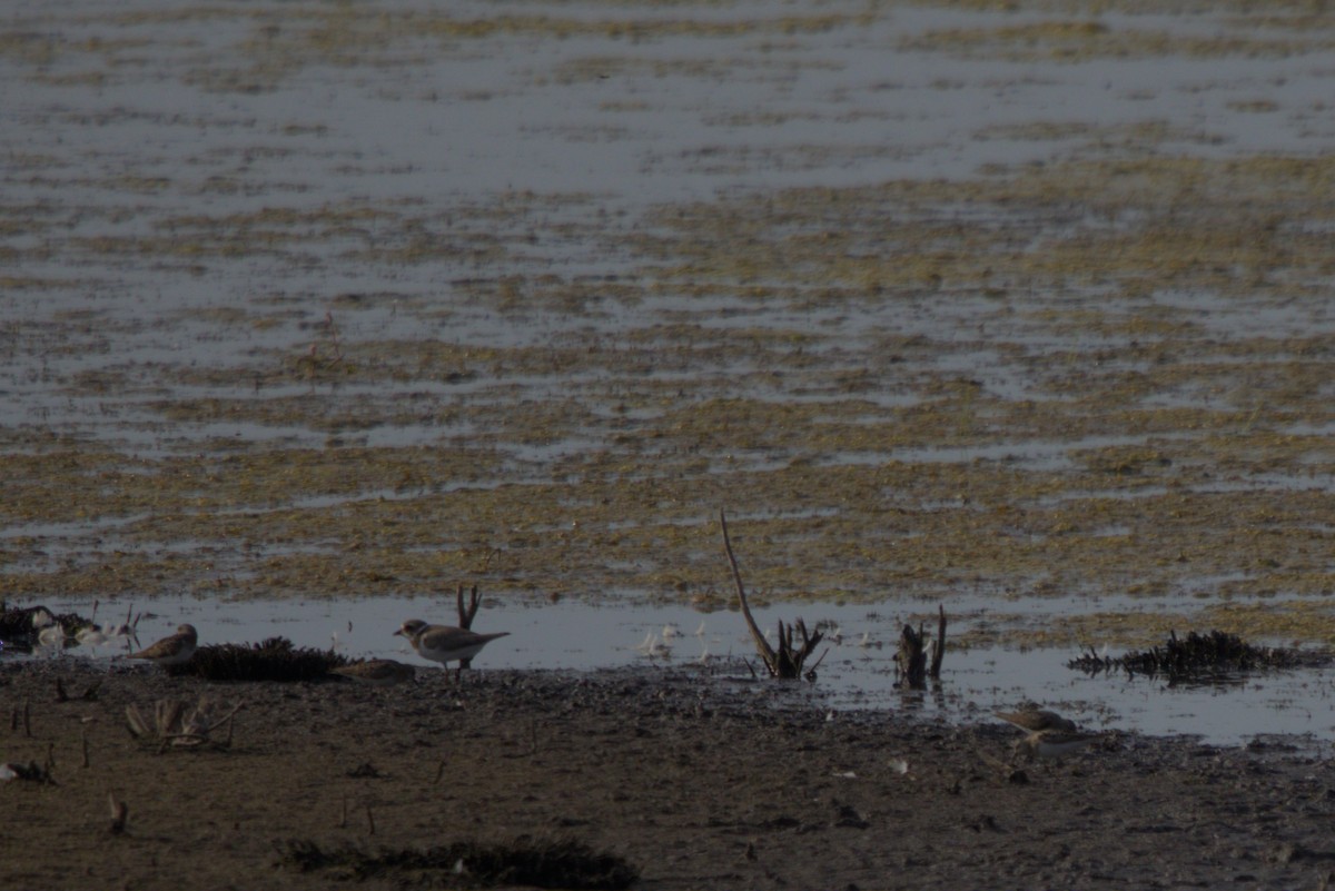 Temminck's Stint - ML640275212