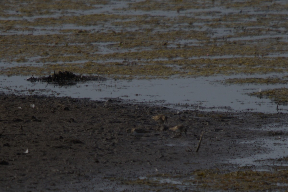 Temminck's Stint - ML640275217