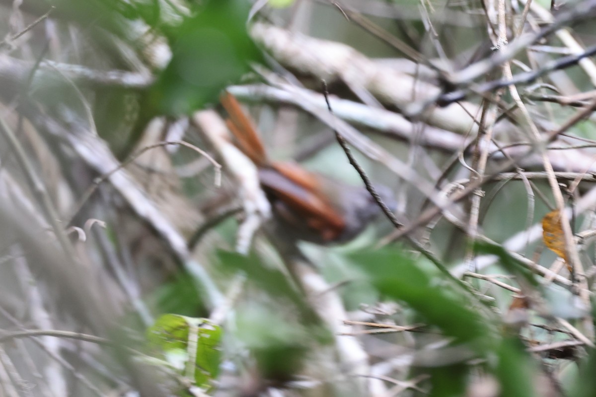 Plain-crowned Spinetail - ML640275222