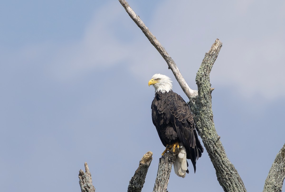 Weißkopf-Seeadler - ML640275258