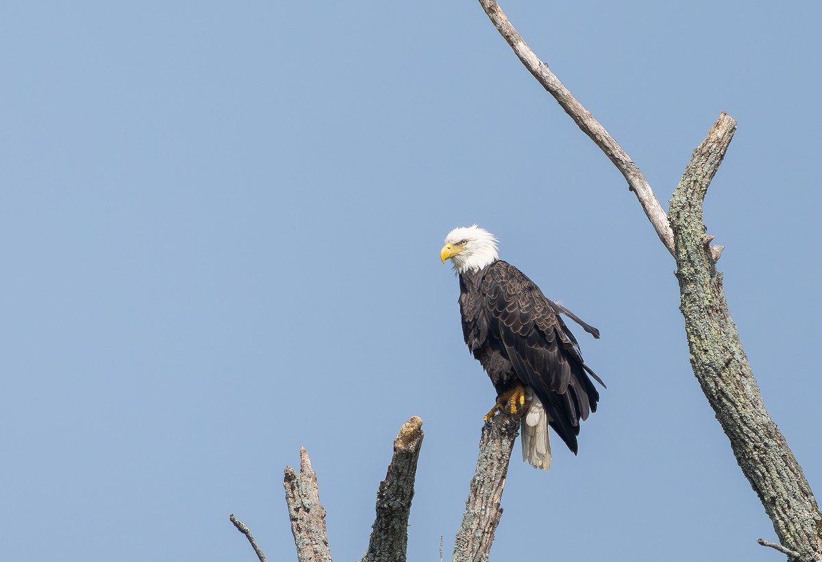 Weißkopf-Seeadler - ML640275259