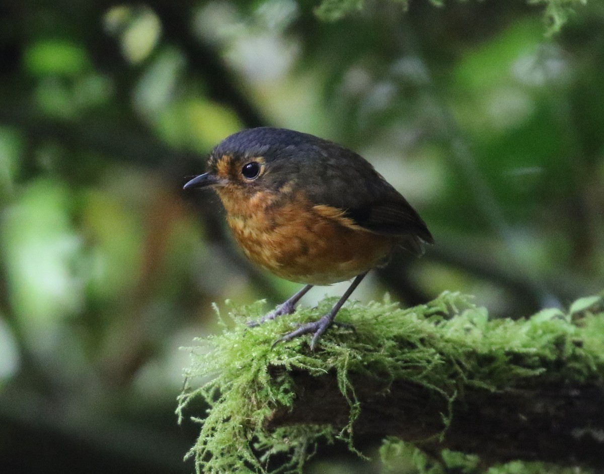 Slate-crowned Antpitta - ML640275316