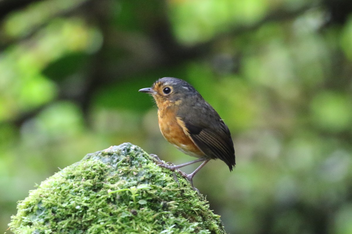 Slate-crowned Antpitta - ML640275381