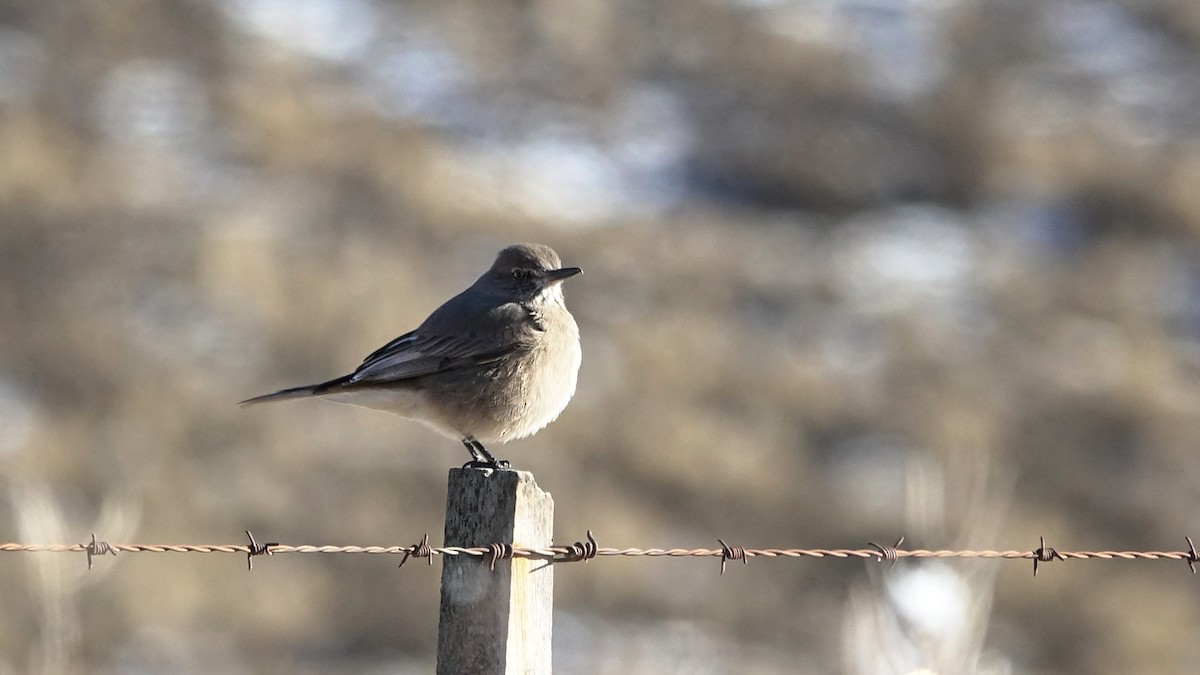 Black-billed Shrike-Tyrant - ML640275417
