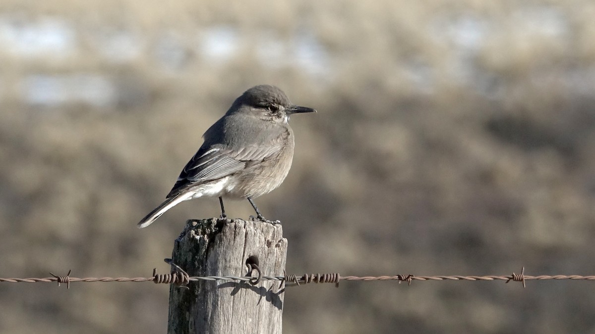 Black-billed Shrike-Tyrant - ML640275418