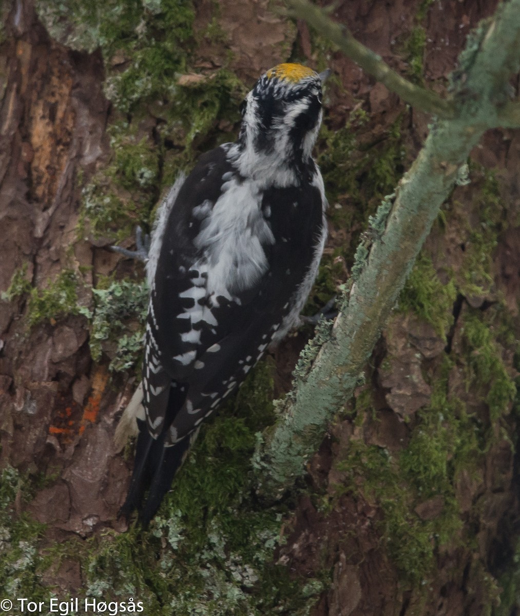 Eurasian Three-toed Woodpecker - ML640275485