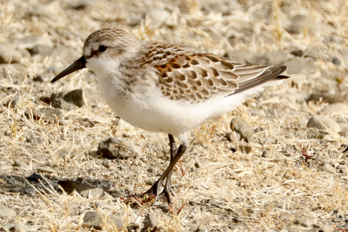 Alaska Kumkuşu - ML640275496