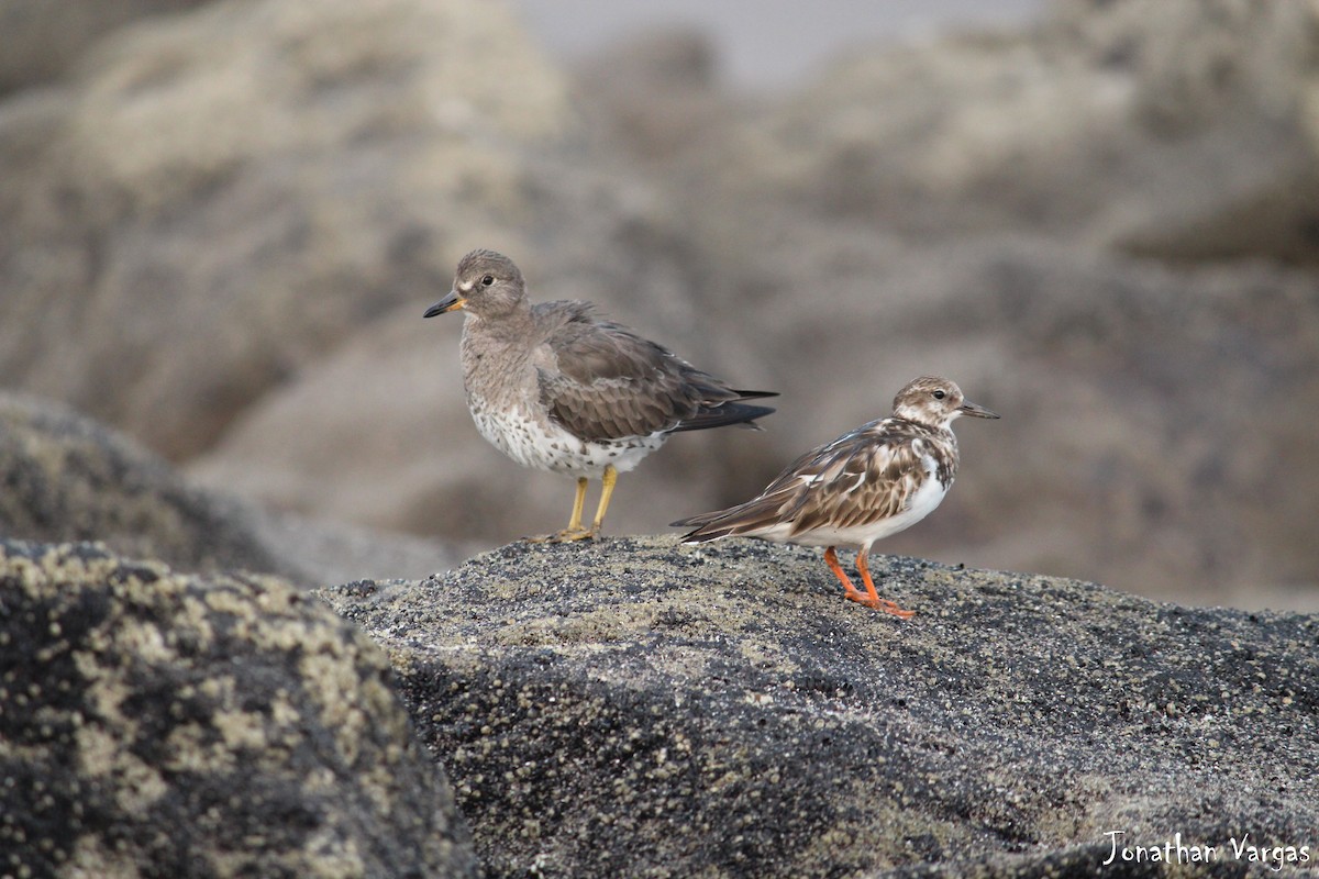 Ruddy Turnstone - Jonathan Vargas