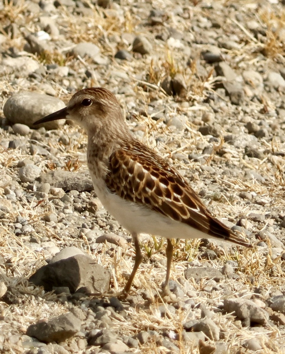 Cüce Kumkuşu - ML640275512
