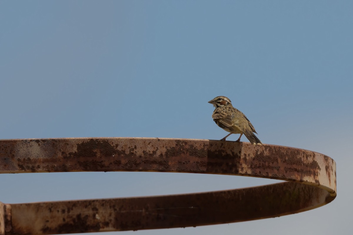 Lark Sparrow - ML640275559