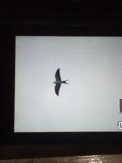 Swallow-tailed Kite - ML640275566