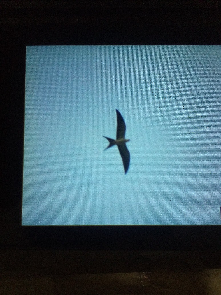 Swallow-tailed Kite - ML640275567