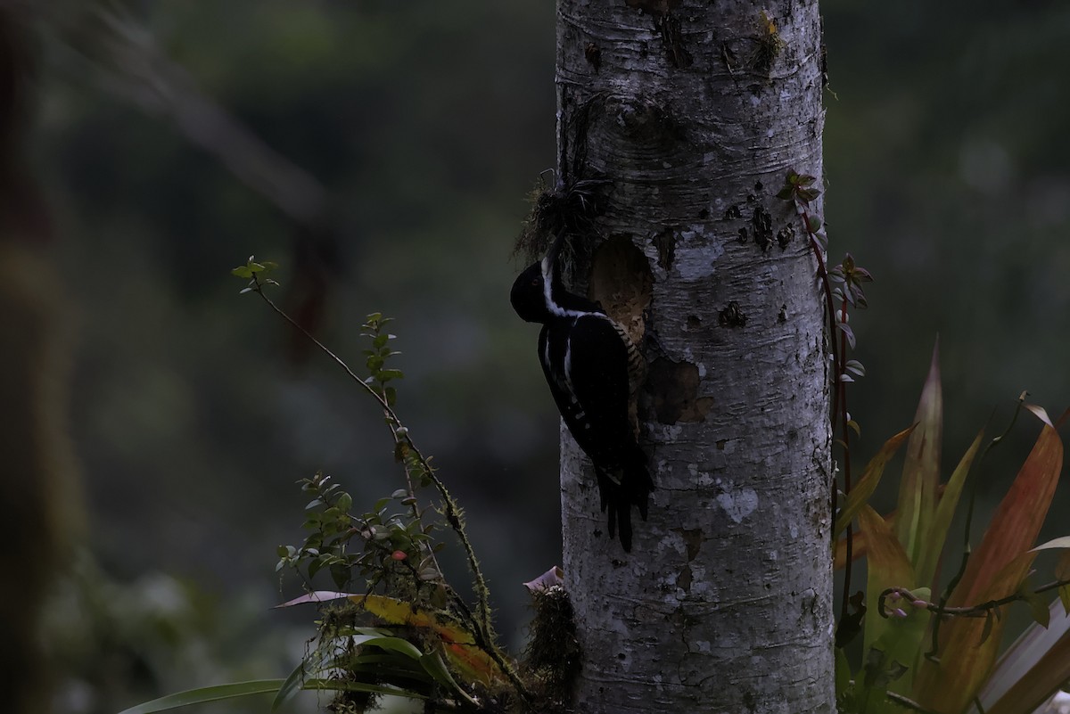 Powerful Woodpecker - ML640275592