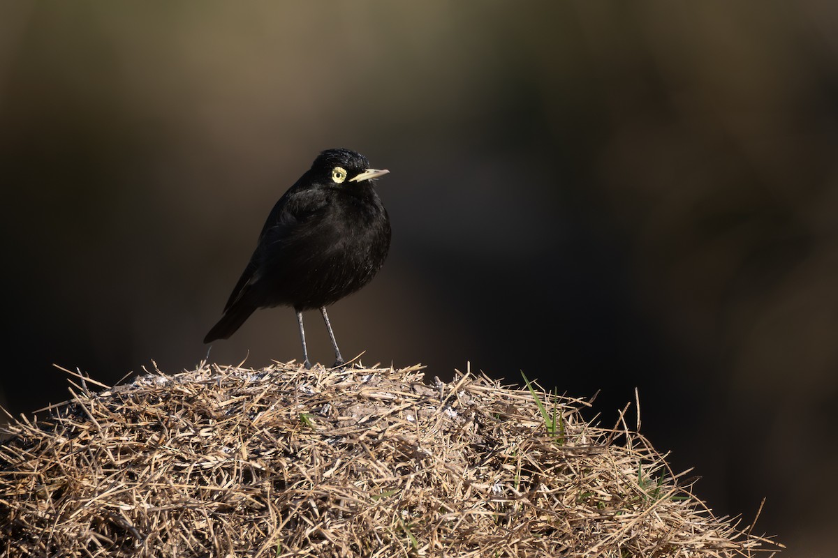 Spectacled Tyrant - ML640275619