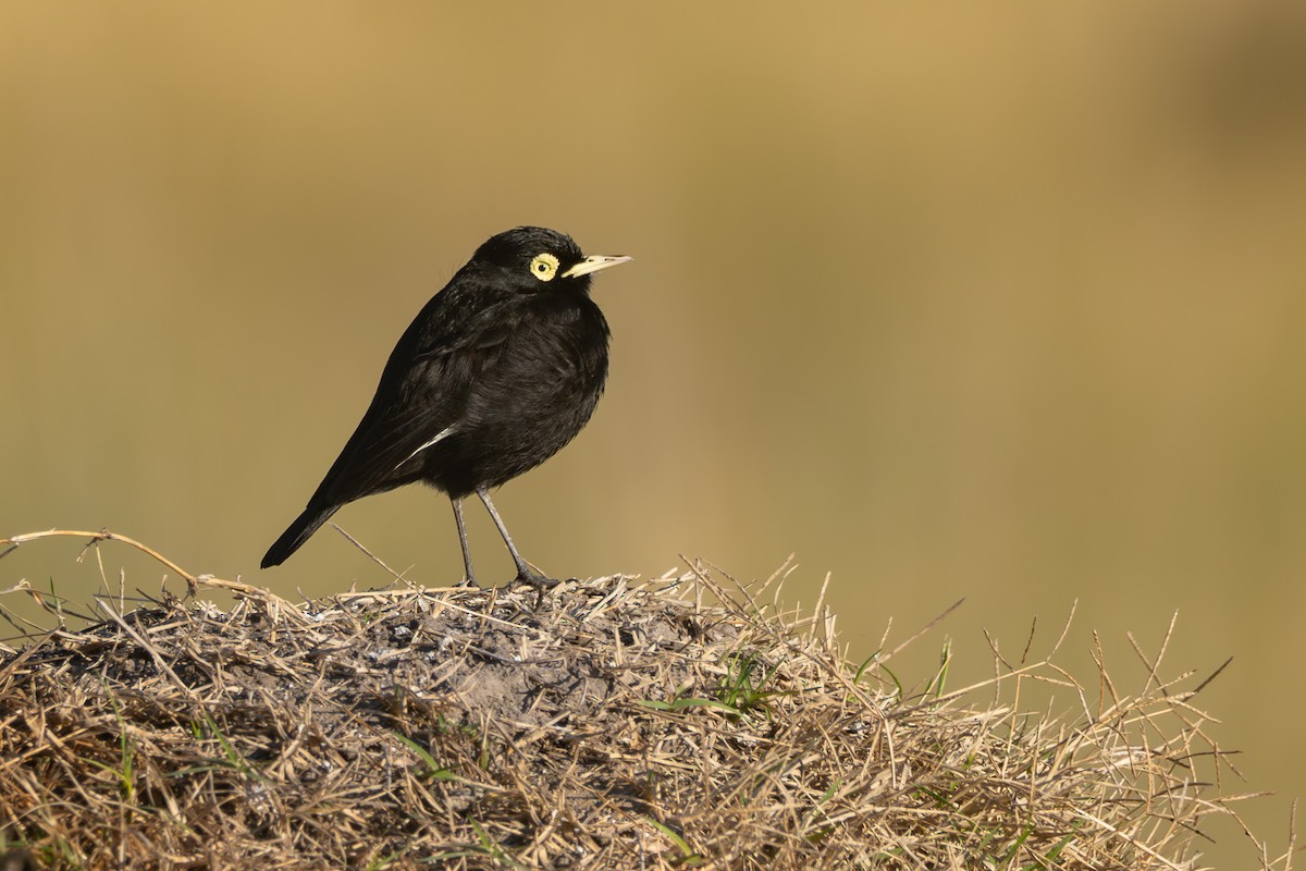 Spectacled Tyrant - ML640275620