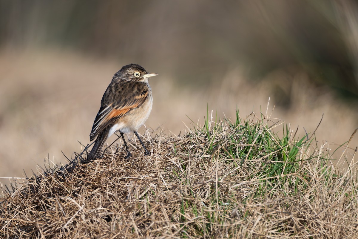 Spectacled Tyrant - ML640275621