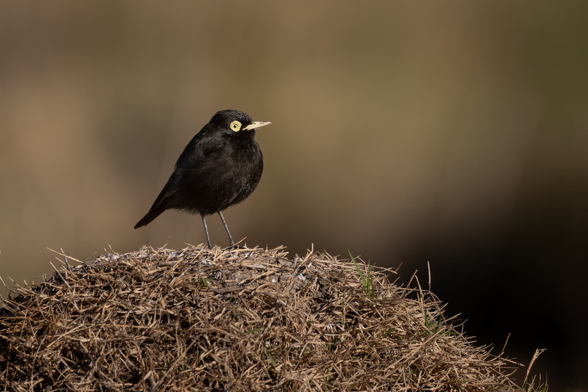 Spectacled Tyrant - ML640275622
