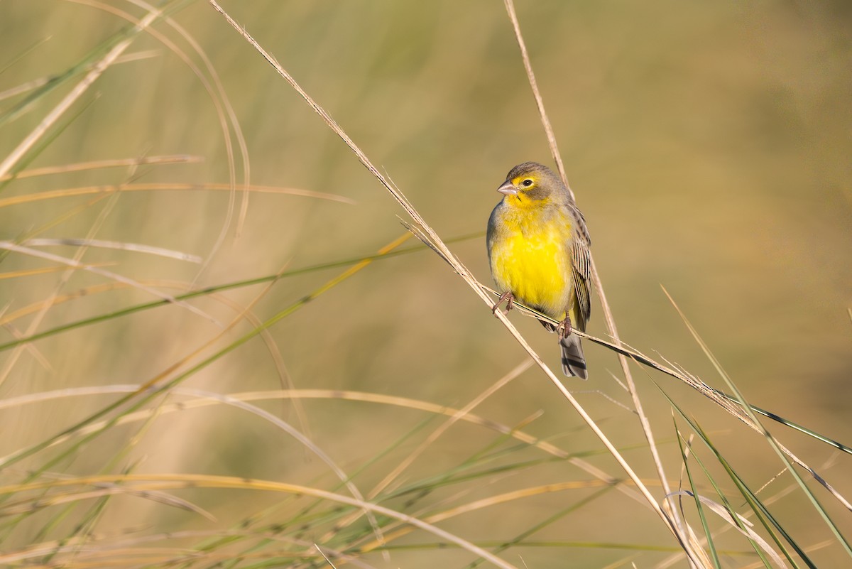 Grassland Yellow-Finch - ML640275631
