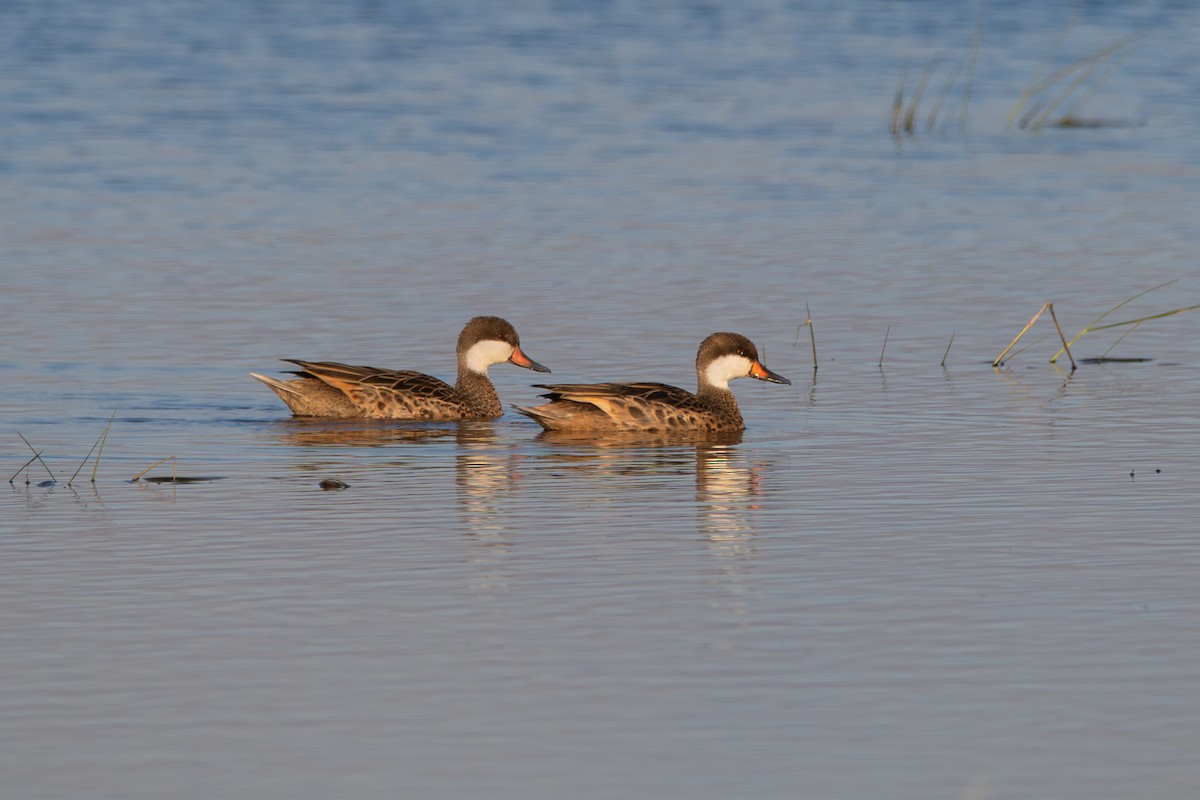 White-cheeked Pintail - ML640275635