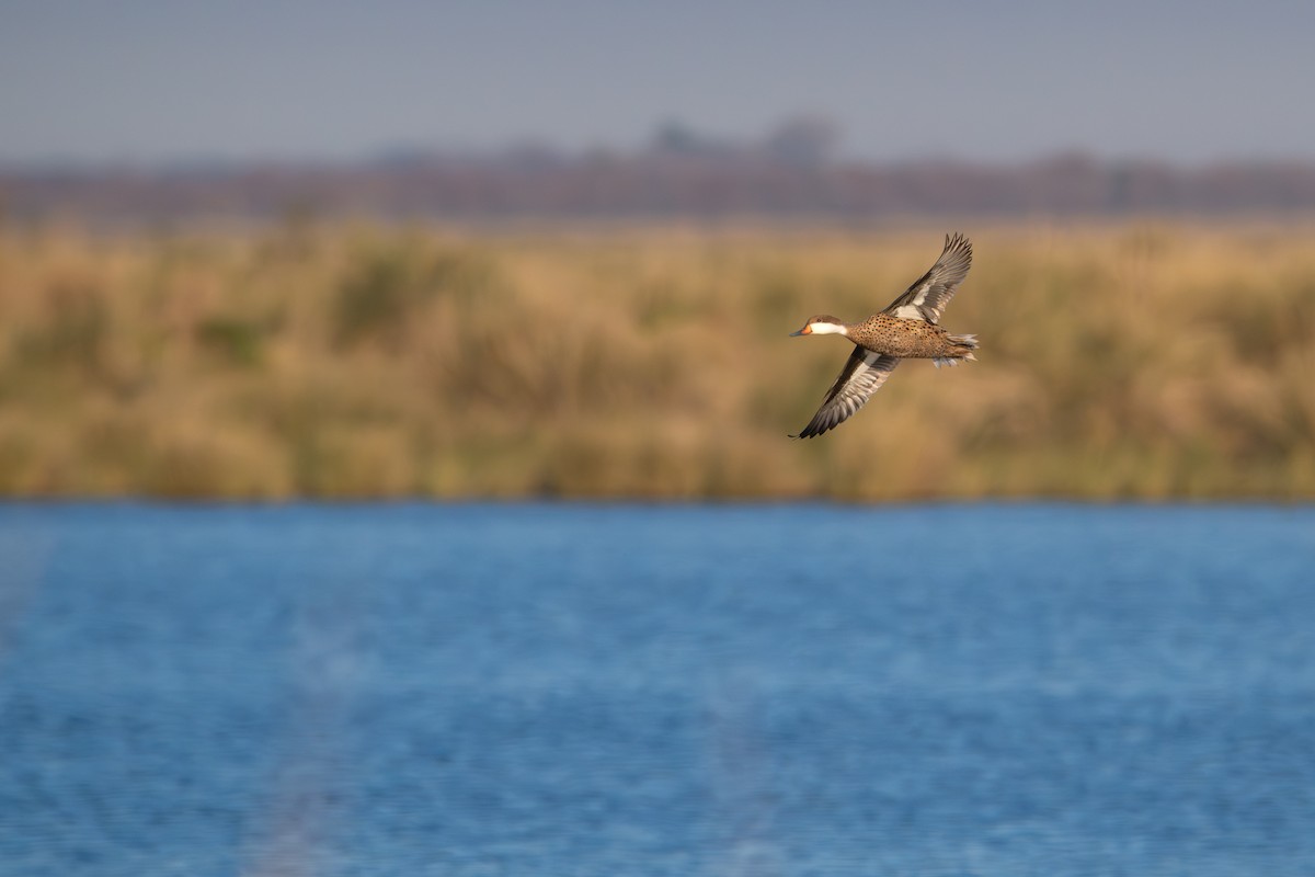 White-cheeked Pintail - ML640275636