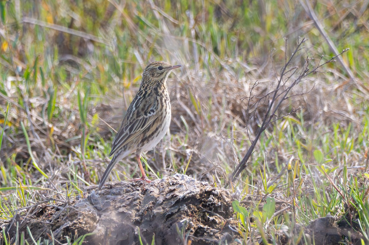 Correndera Pipit - ML640275645