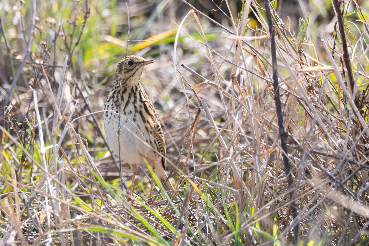 Correndera Pipit - ML640275646
