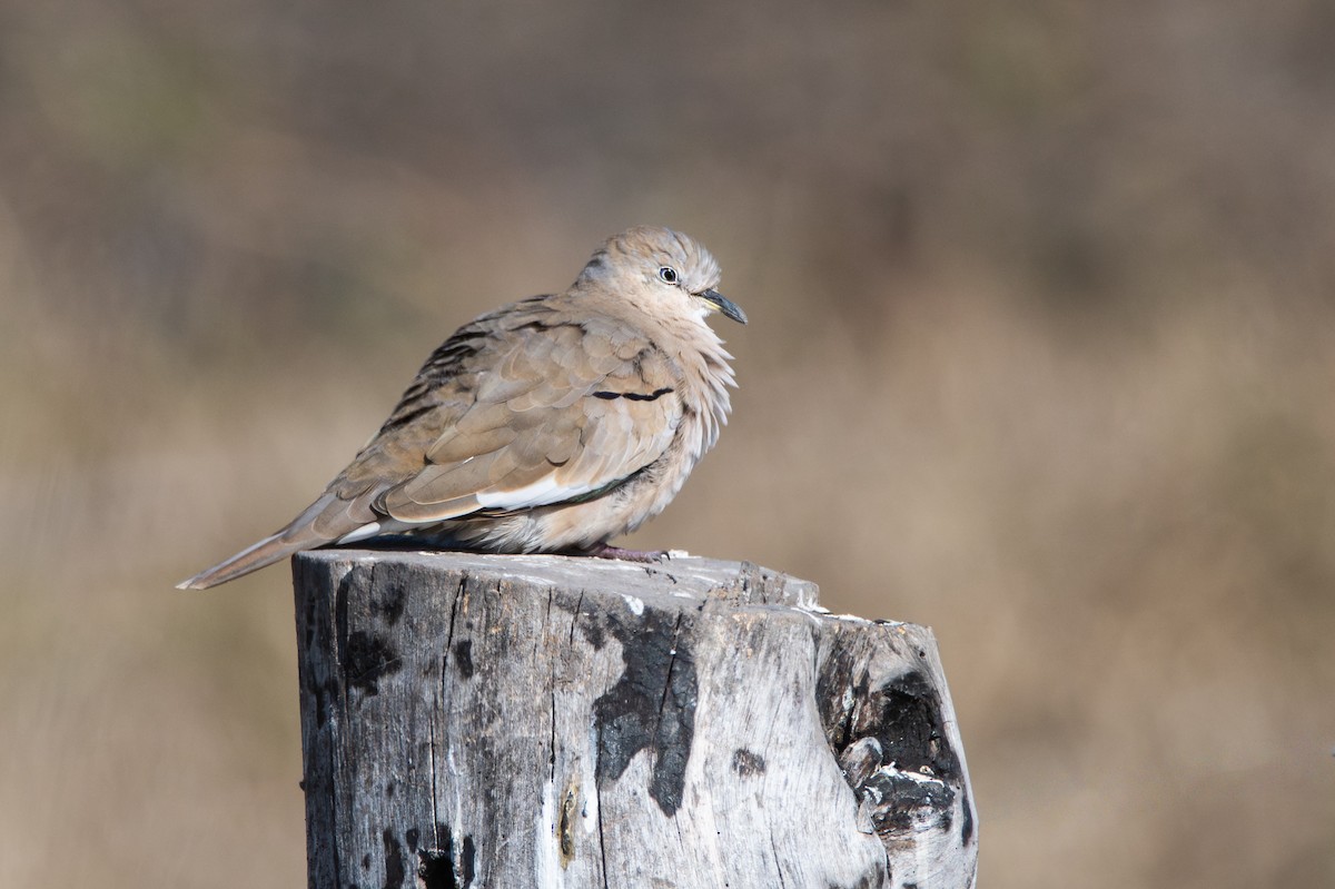 Picui Ground Dove - ML640275651