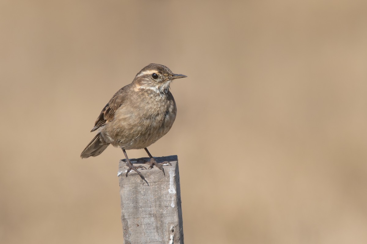 Buff-winged Cinclodes - ML640275657
