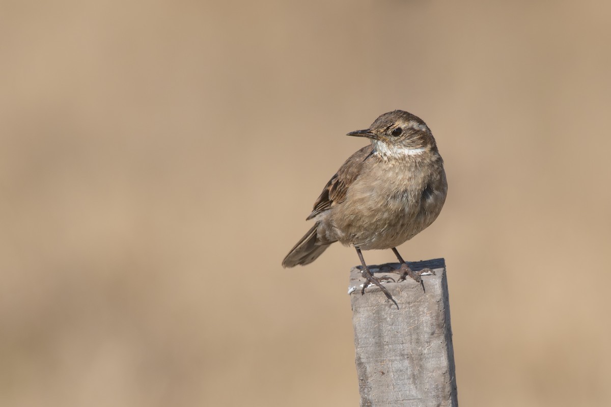 Buff-winged Cinclodes - ML640275658