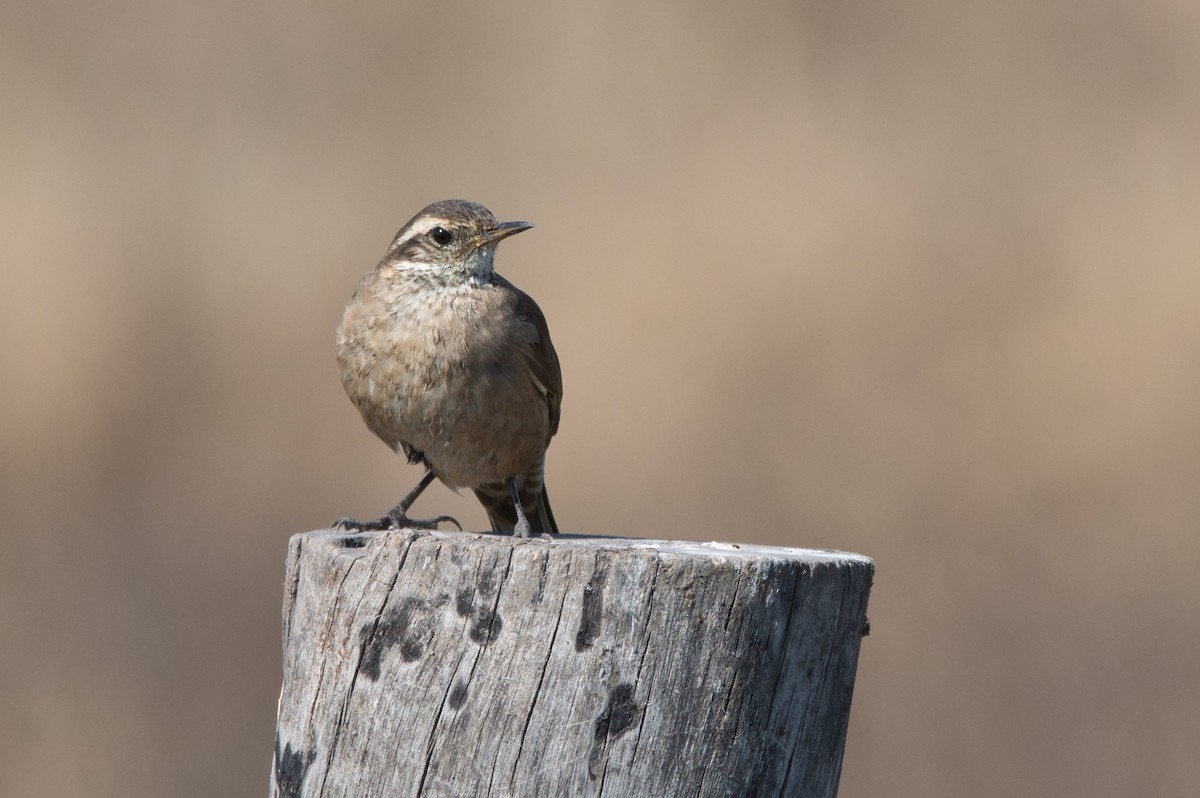 Buff-winged Cinclodes - ML640275659