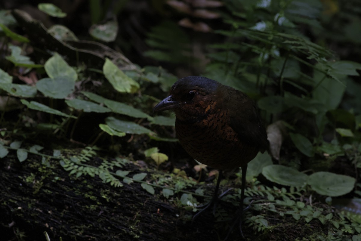 Giant Antpitta - ML640275738