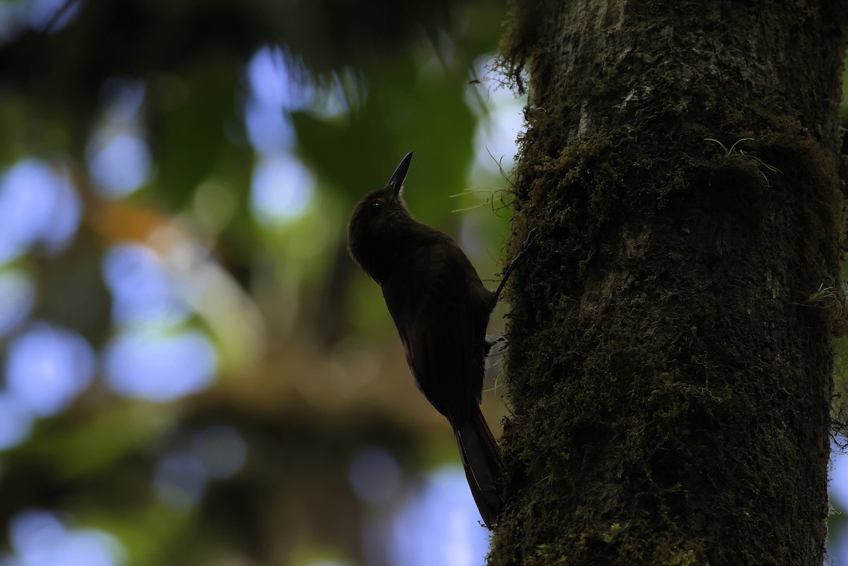 Tyrannine Woodcreeper - ML640275742