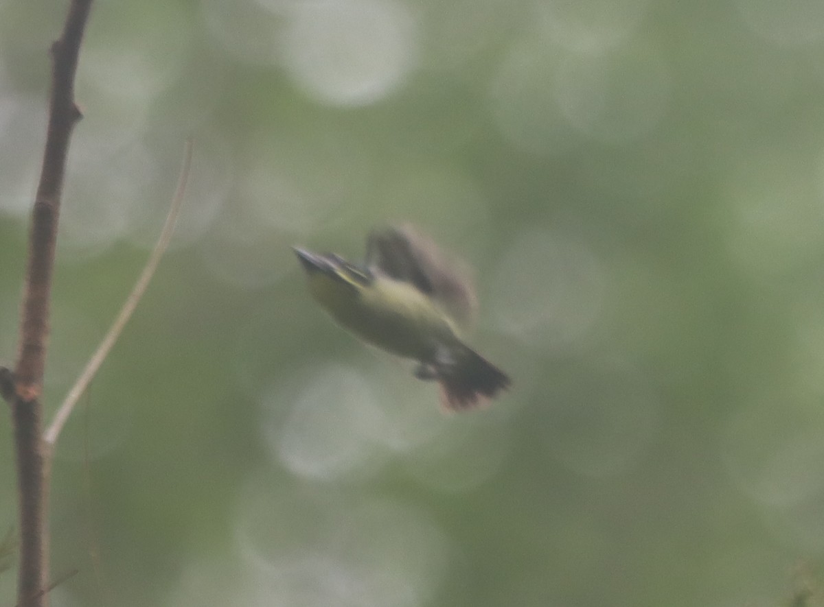 Red-rumped Tinkerbird - ML640275793
