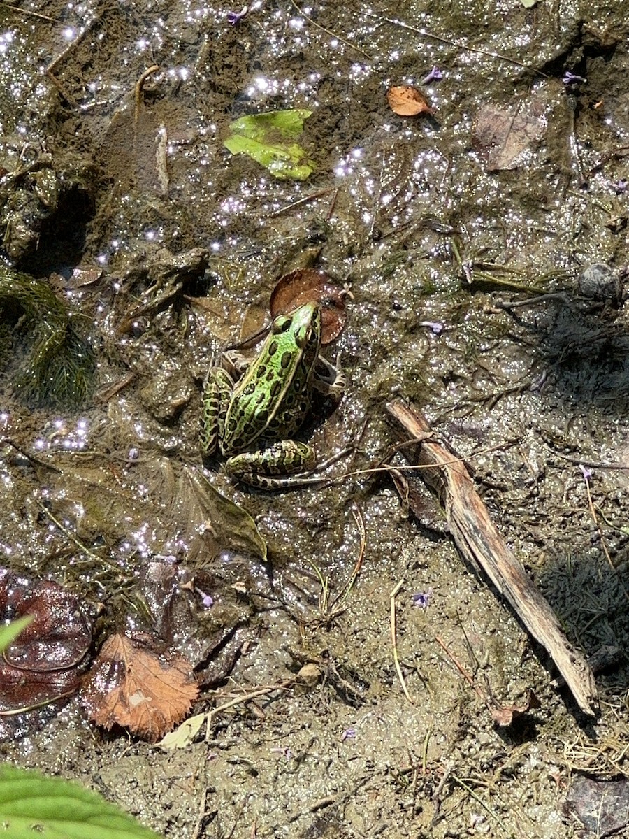 Northern Leopard Frog - ML640275825