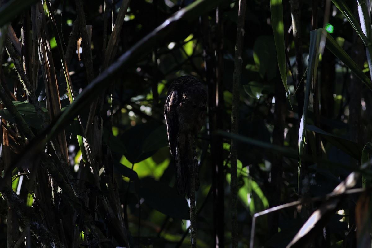 Common Potoo - ML640275832