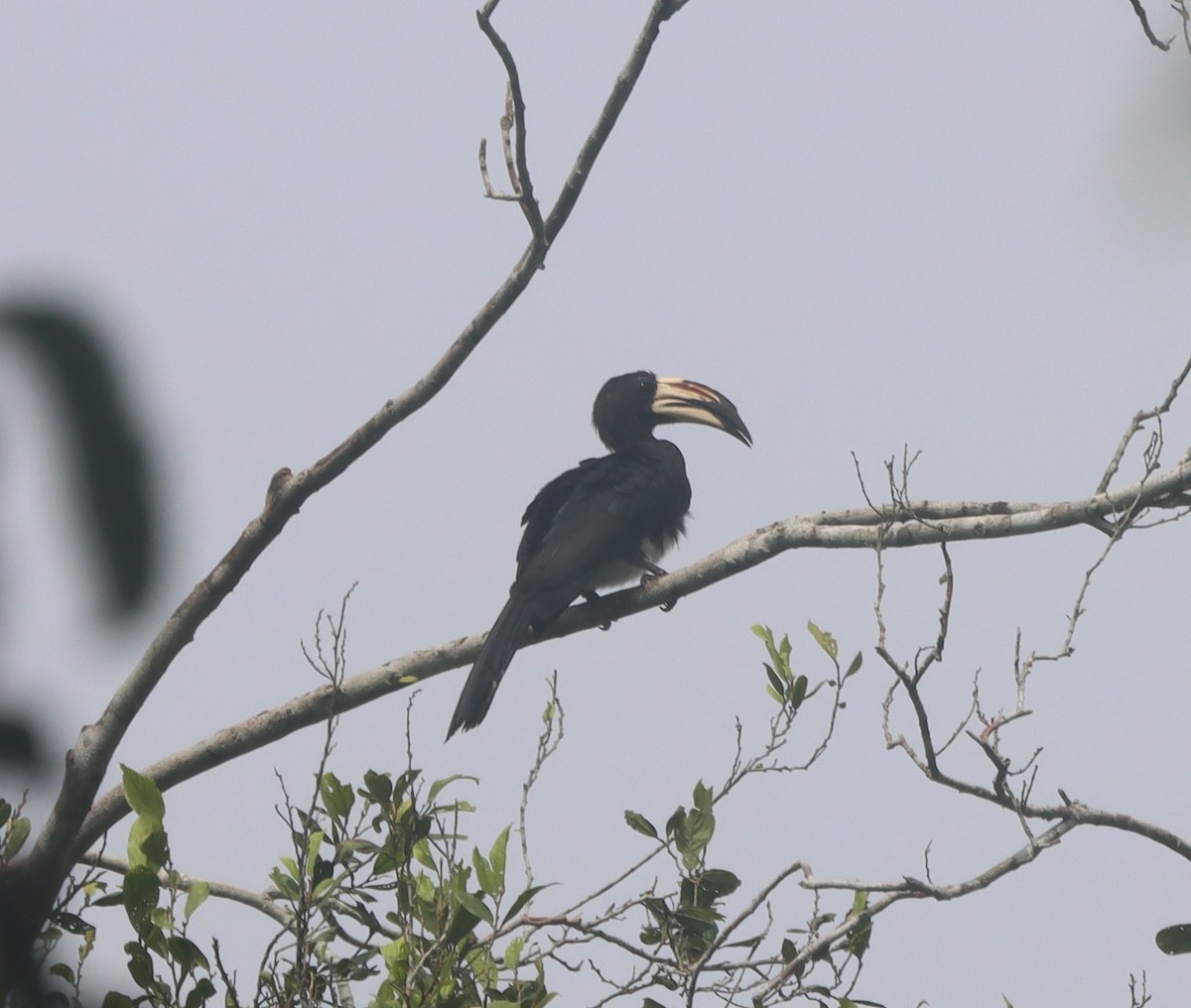 West African Pied Hornbill - ML640275883