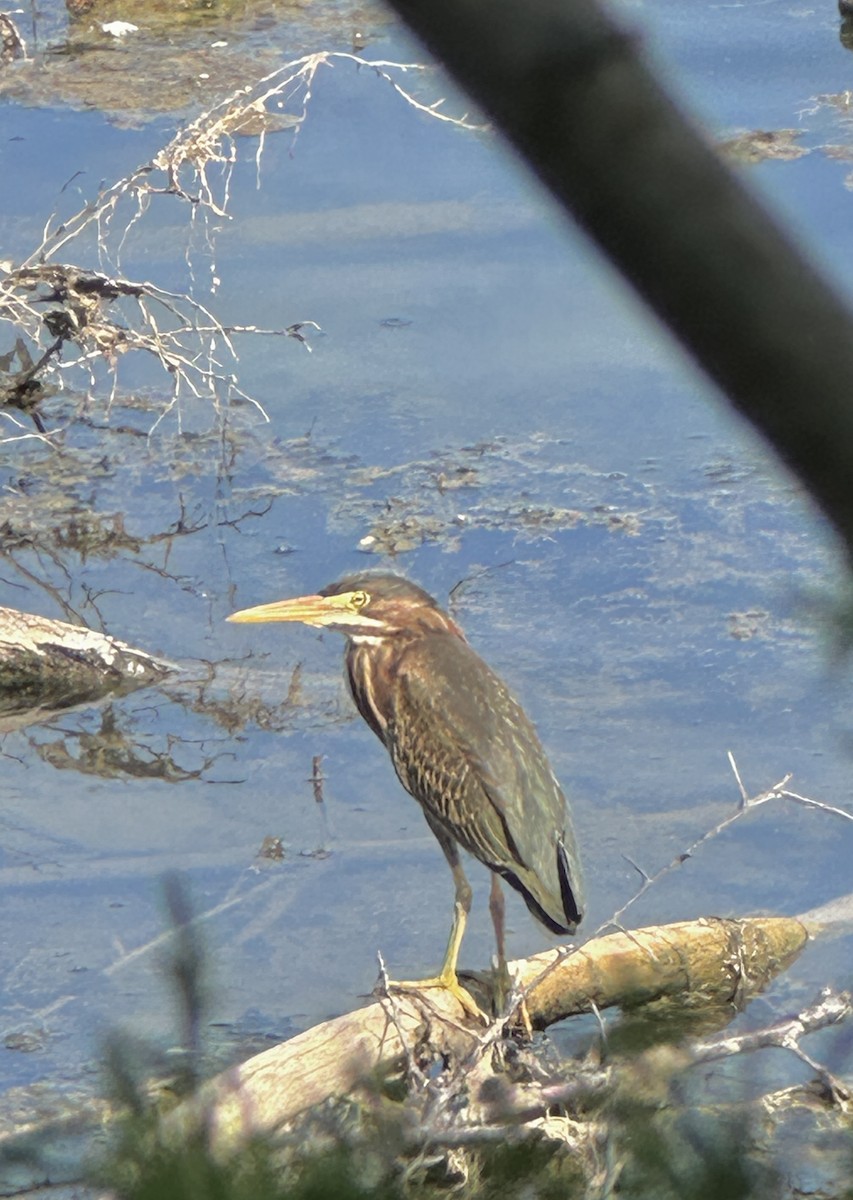 Green Heron - ML640275895