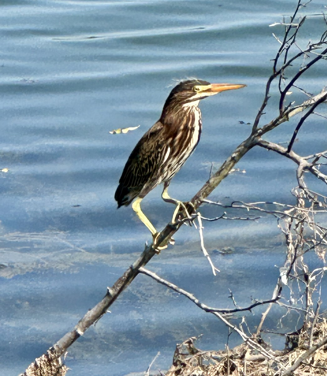 Green Heron - ML640275896