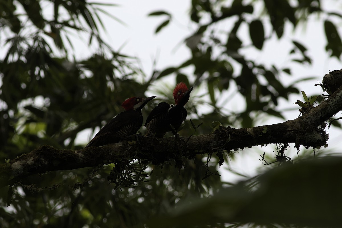 Guayaquil Woodpecker - ML640275992