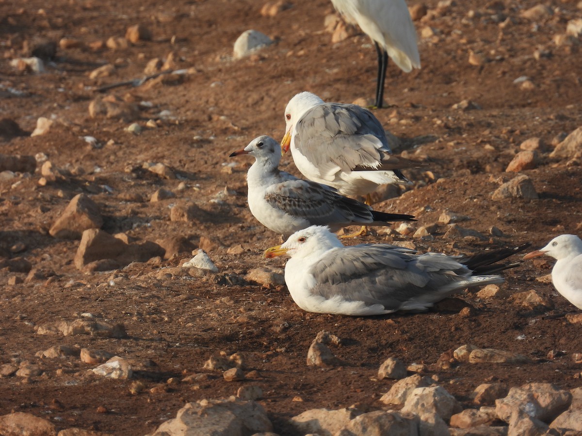 Gaviota Reidora - ML640275995