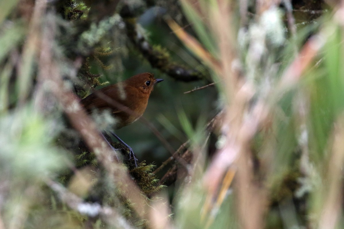 Muisca Antpitta - ML640276001