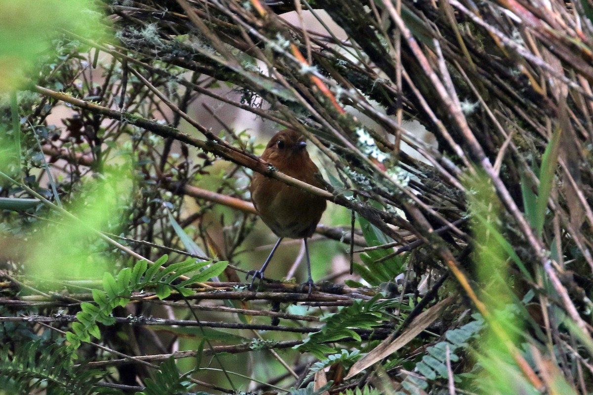 Muisca Antpitta - ML640276002